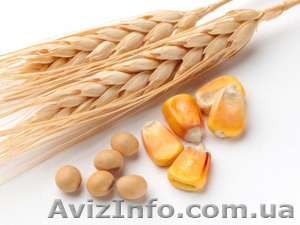 Куплю зерно кукурузы, пшеницы и сою не ДСТУ - <ro>Изображение</ro><ru>Изображение</ru> #1, <ru>Объявление</ru> #1540064