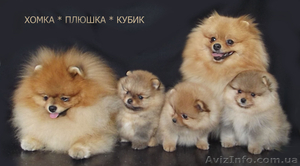 Миленькие щенки померанского шпица - <ro>Изображение</ro><ru>Изображение</ru> #3, <ru>Объявление</ru> #1561840