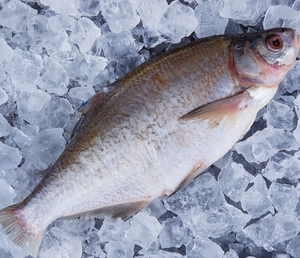 лящ,  тарань,  густера,  синець,  риба,  річкова риба #1752212