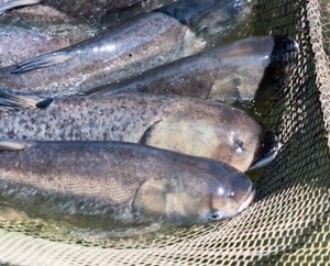 риба,  товстолоб,  товстолобік,  товстолобик,  сом,  рибі річна #1752210