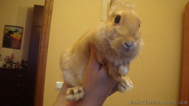 Продам Кролика.10 месяцов.Рыжий - <ro>Изображение</ro><ru>Изображение</ru> #1, <ru>Объявление</ru> #34801