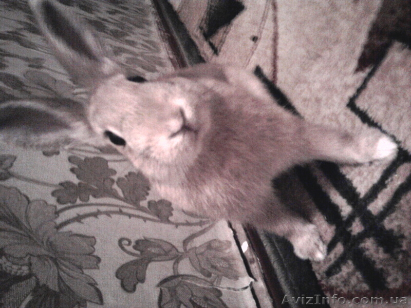 Продам Кролика.10 месяцов.Рыжий - <ro>Изображение</ro><ru>Изображение</ru> #2, <ru>Объявление</ru> #34801