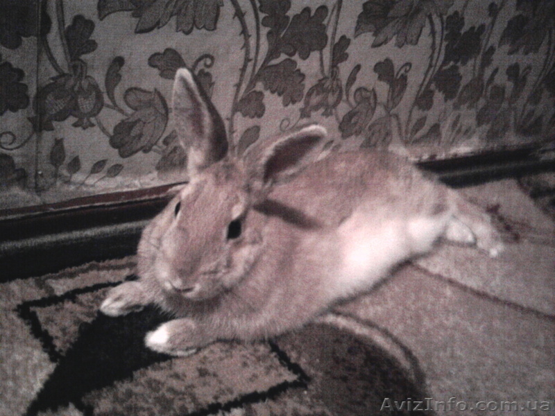 Продам Кролика.10 месяцов.Рыжий - <ro>Изображение</ro><ru>Изображение</ru> #3, <ru>Объявление</ru> #34801