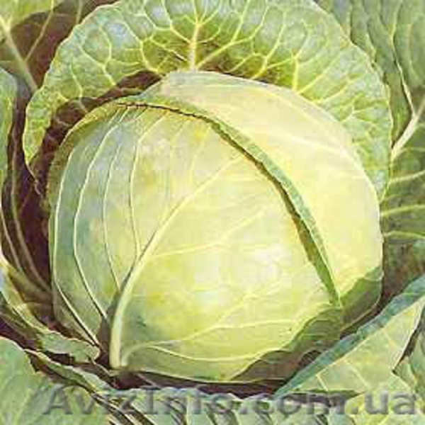 Продам картофель,морковь.свеклу - <ro>Изображение</ro><ru>Изображение</ru> #2, <ru>Объявление</ru> #52122