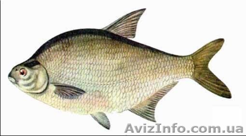 Предприятие продаёт речную рыбу охлаждённую и свежемороженую. тел.0674614177 - <ro>Изображение</ro><ru>Изображение</ru> #2, <ru>Объявление</ru> #62575