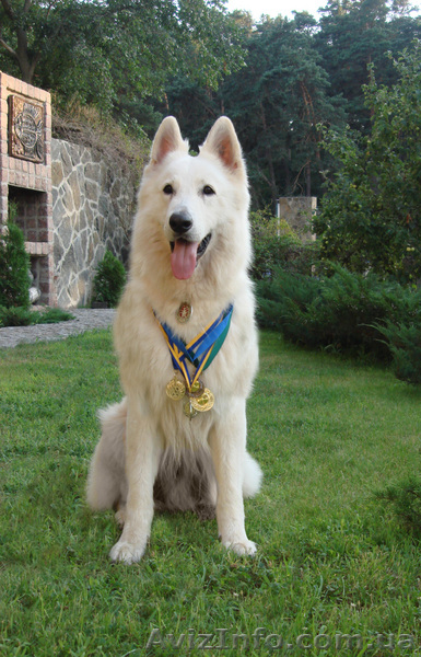 Щенки белой швейцарской овчарки - <ro>Изображение</ro><ru>Изображение</ru> #1, <ru>Объявление</ru> #66670