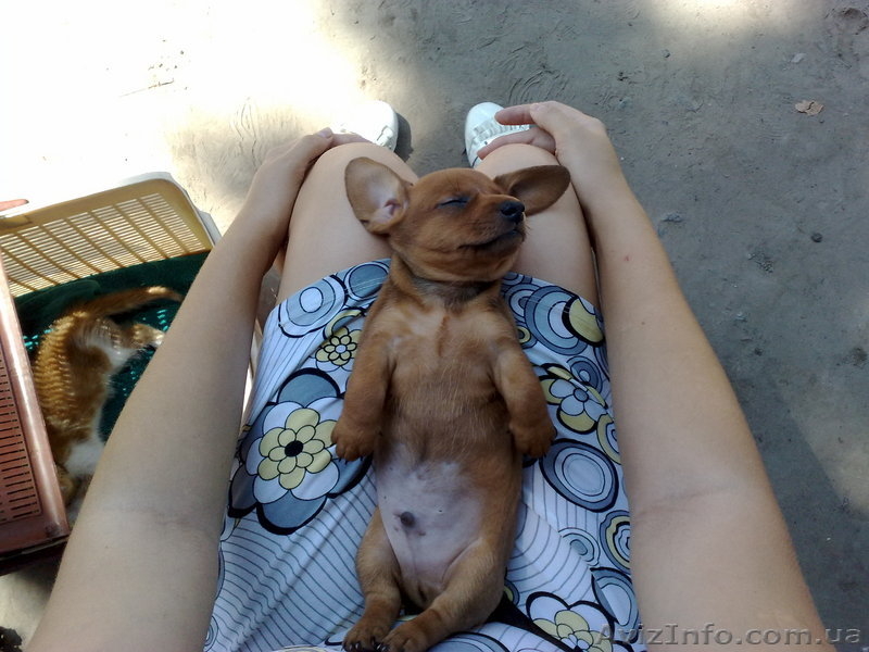 Щенки гладкошерстной стандартной таксы - <ro>Изображение</ro><ru>Изображение</ru> #2, <ru>Объявление</ru> #87221