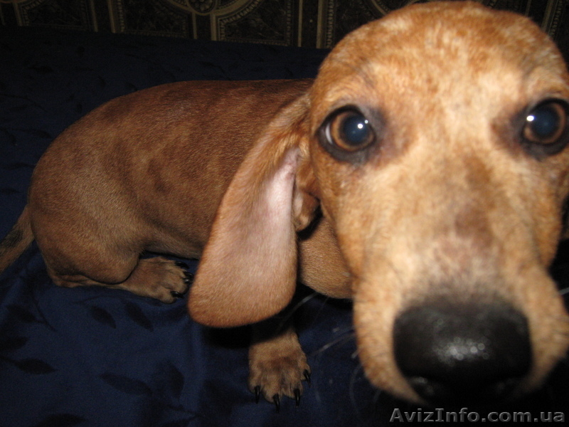 Щенки гладкошерстной стандартной таксы - <ro>Изображение</ro><ru>Изображение</ru> #3, <ru>Объявление</ru> #87221