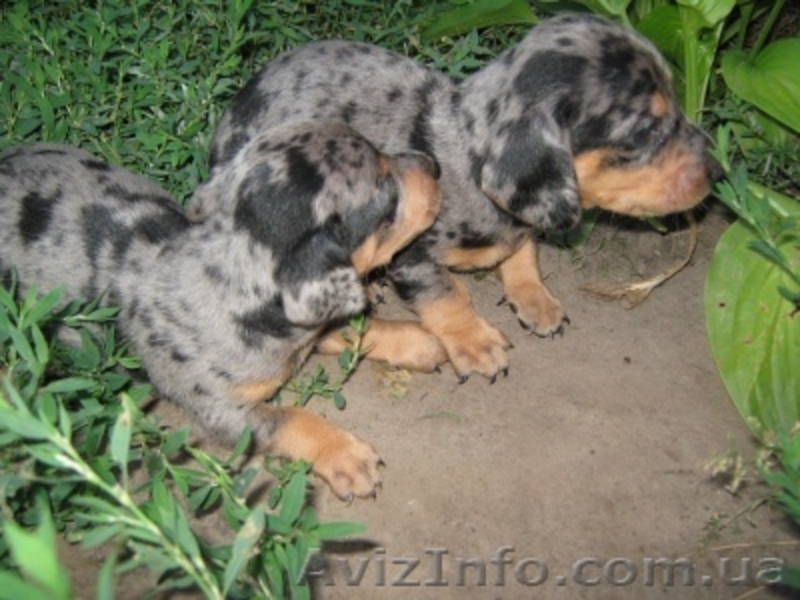 Щенки таксы продам Черкассы - <ro>Изображение</ro><ru>Изображение</ru> #2, <ru>Объявление</ru> #74979