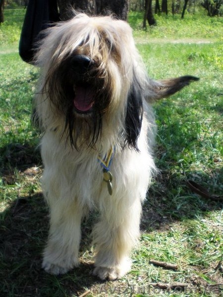 щенки бриара(французская овчарка) - <ro>Изображение</ro><ru>Изображение</ru> #1, <ru>Объявление</ru> #90573