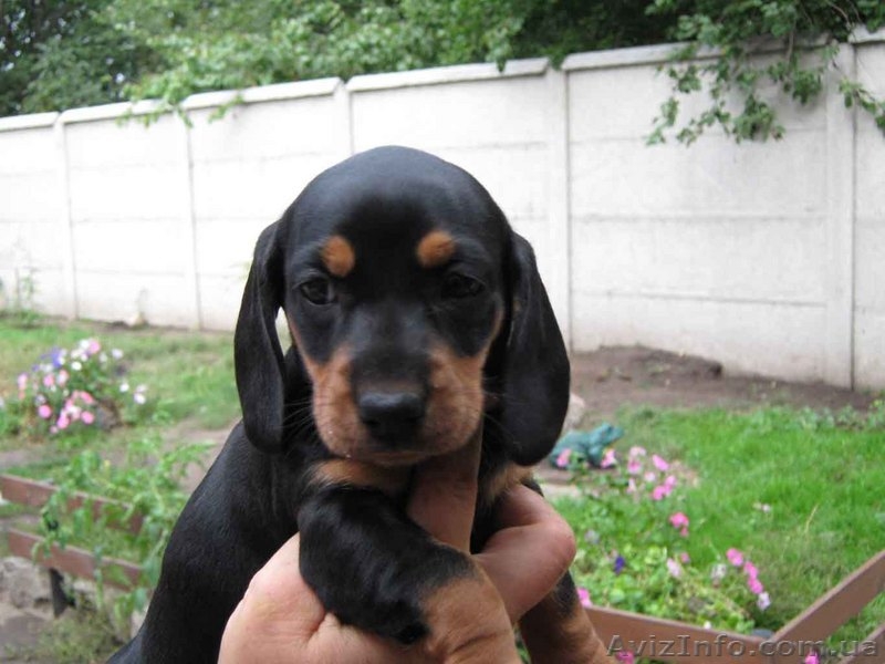 Щенки таксы гладкошерстной  - <ro>Изображение</ro><ru>Изображение</ru> #2, <ru>Объявление</ru> #90592