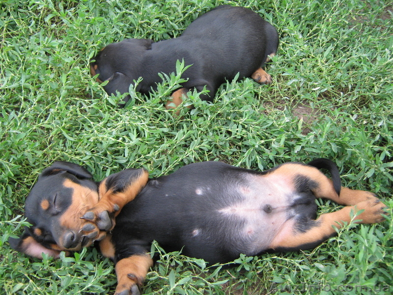 Щенки таксы гладкошерстной  - <ro>Изображение</ro><ru>Изображение</ru> #3, <ru>Объявление</ru> #90592