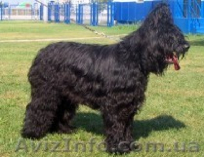 щенки бриара(французская овчарка) - <ro>Изображение</ro><ru>Изображение</ru> #2, <ru>Объявление</ru> #90573