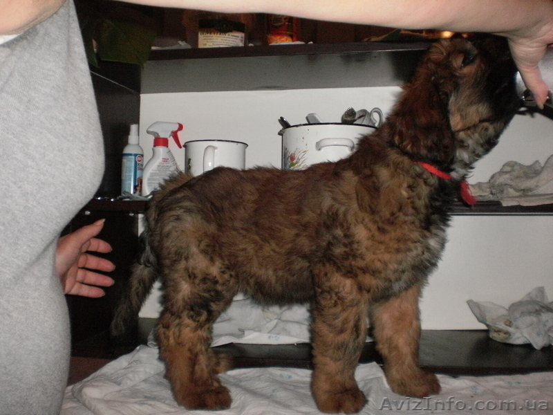 щенки бриара(французская овчарка) - <ro>Изображение</ro><ru>Изображение</ru> #5, <ru>Объявление</ru> #90573