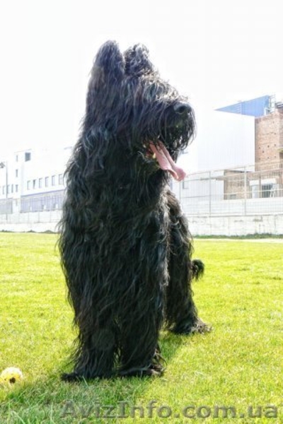 щенки бриара(французская овчарка) - <ro>Изображение</ro><ru>Изображение</ru> #3, <ru>Объявление</ru> #90573