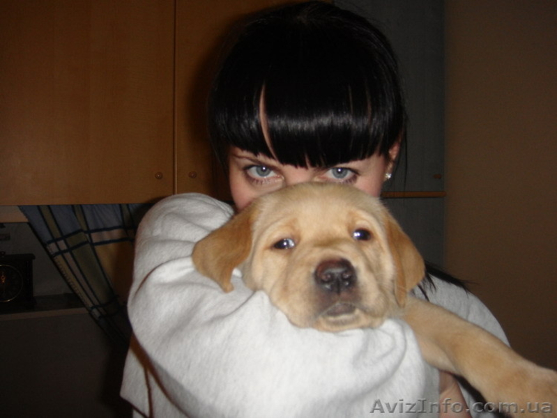 Щенок лабрадора - лучший подарок на Новый Год! - <ro>Изображение</ro><ru>Изображение</ru> #5, <ru>Объявление</ru> #133815