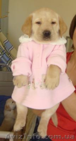 Щенок лабрадора - лучший подарок на Новый Год! - <ro>Изображение</ro><ru>Изображение</ru> #4, <ru>Объявление</ru> #133815