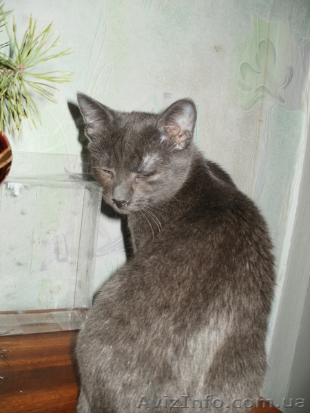 Пропал Кот в районе ЮЗР - <ro>Изображение</ro><ru>Изображение</ru> #3, <ru>Объявление</ru> #170578