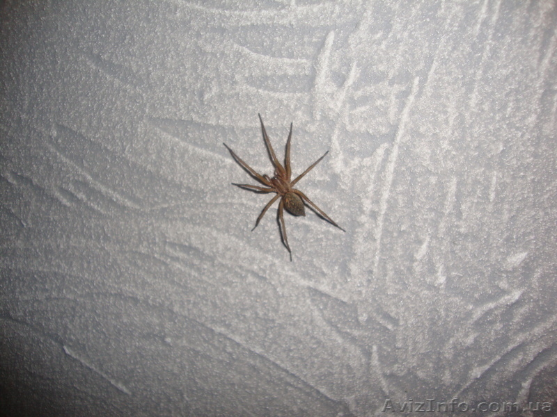 Кириченко Виктория Юрьевна, kirichenko.vi@yandex.ru , +380962911002 - <ro>Изображение</ro><ru>Изображение</ru> #6, <ru>Объявление</ru> #186411