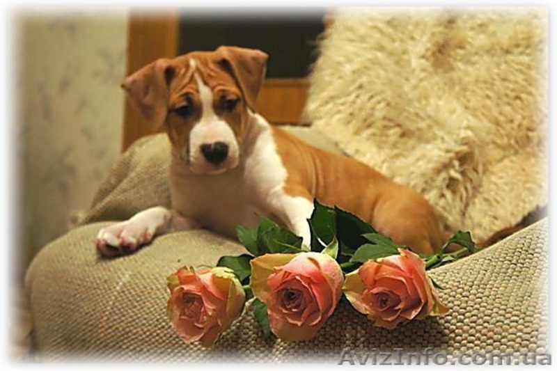 Американский стаффордширский терьер. Щенки. - <ro>Изображение</ro><ru>Изображение</ru> #3, <ru>Объявление</ru> #204886