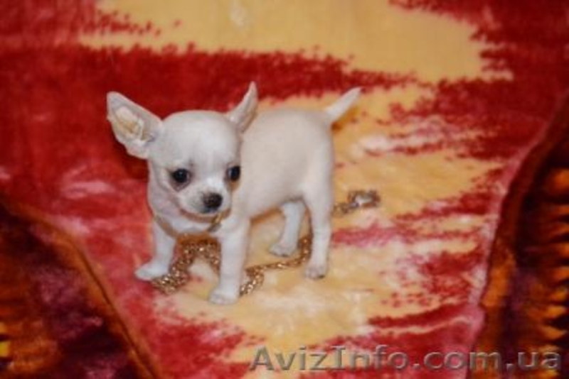 Щенки Чихуахуа шоу класса - <ro>Изображение</ro><ru>Изображение</ru> #3, <ru>Объявление</ru> #266378