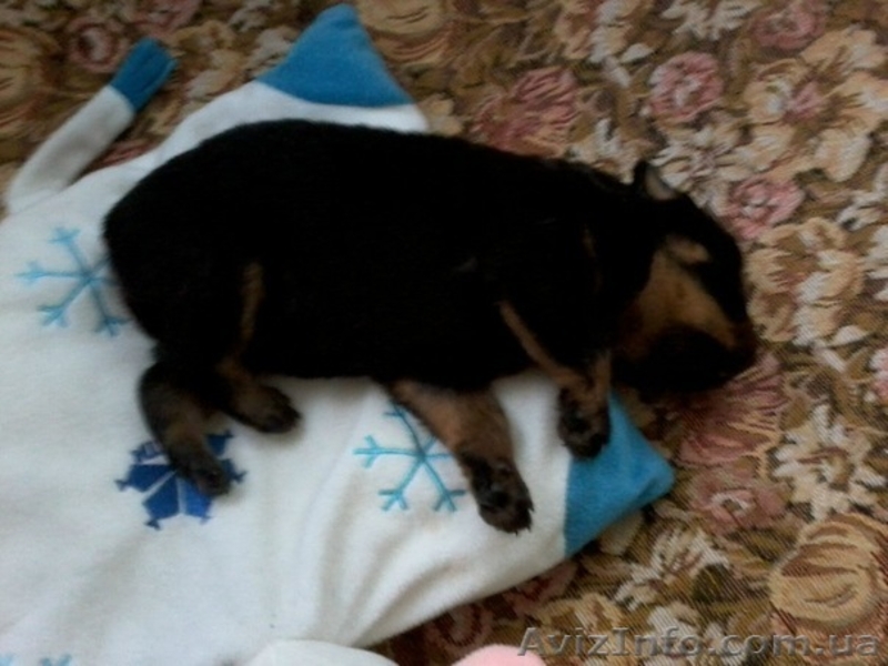 ПРОДАМ ЩЕНКА РОТВЕЙЛЕРА - <ro>Изображение</ro><ru>Изображение</ru> #3, <ru>Объявление</ru> #320096