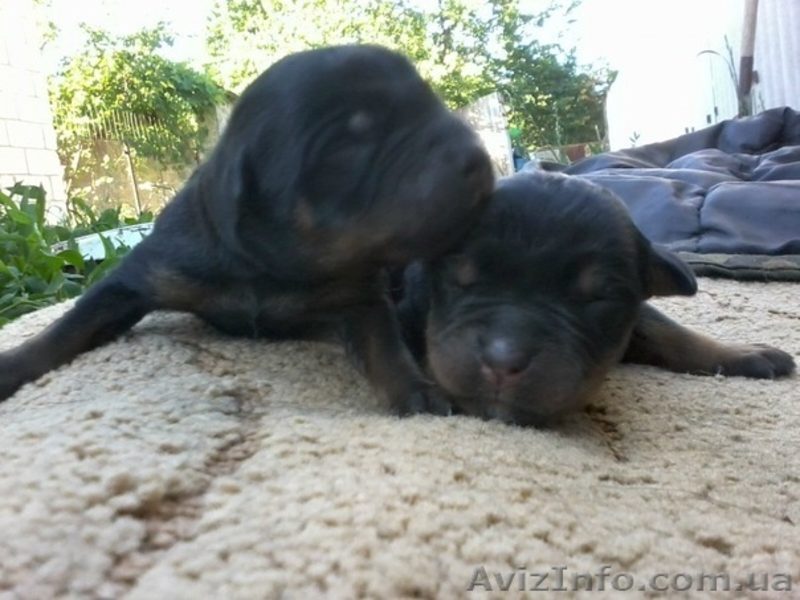 ПРОДАМ ЩЕНКА РОТВЕЙЛЕРА - <ro>Изображение</ro><ru>Изображение</ru> #1, <ru>Объявление</ru> #320096