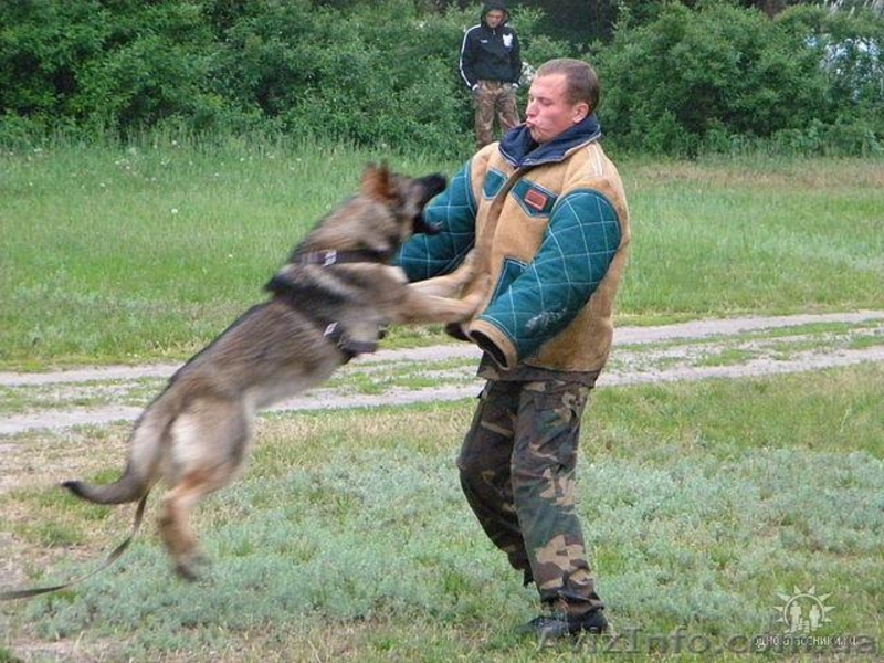 Перспективные щенки от экстеръерных, рабочих родителей - <ro>Изображение</ro><ru>Изображение</ru> #5, <ru>Объявление</ru> #353581