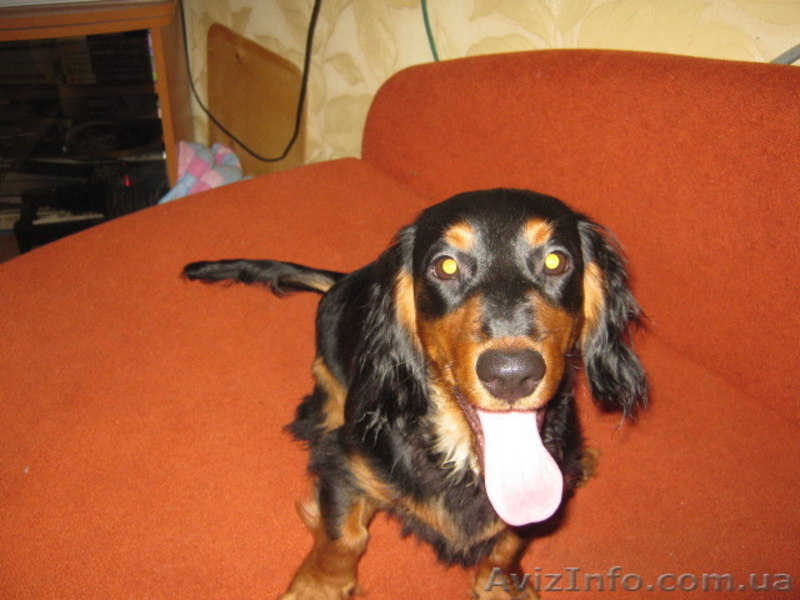 Продаю щенка длинношерсной таксы - <ro>Изображение</ro><ru>Изображение</ru> #2, <ru>Объявление</ru> #356848