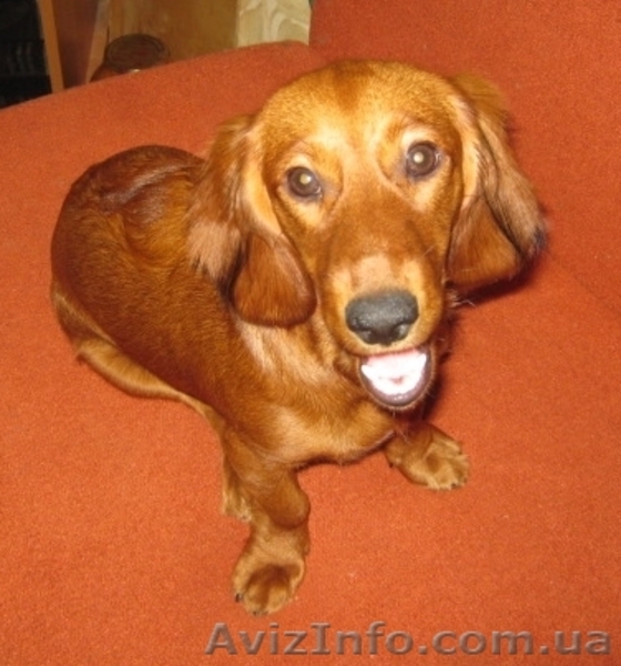 Продам щенка длинношерсной таксы - <ro>Изображение</ro><ru>Изображение</ru> #1, <ru>Объявление</ru> #356853