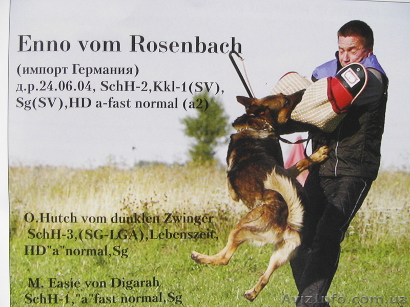 Перспективные щенки от экстеръерных, рабочих родителей - <ro>Изображение</ro><ru>Изображение</ru> #1, <ru>Объявление</ru> #353581