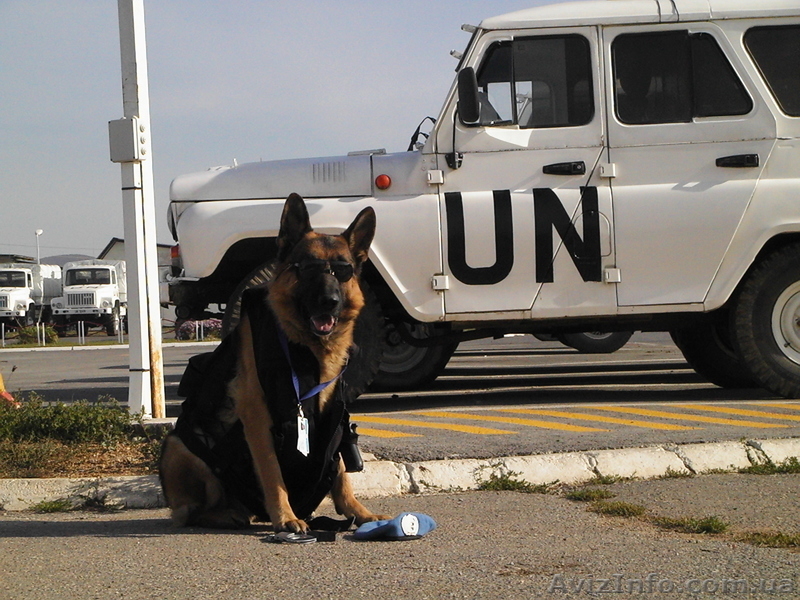 Перспективные щенки от экстеръерных, рабочих родителей - <ro>Изображение</ro><ru>Изображение</ru> #3, <ru>Объявление</ru> #353581