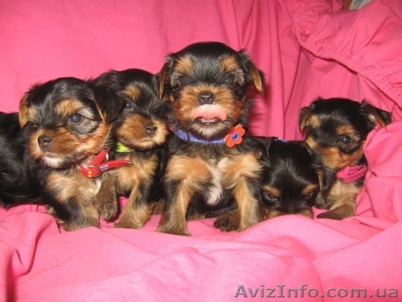 Щенки Йоркширского терьера от чистокровных произво дителей - <ro>Изображение</ro><ru>Изображение</ru> #2, <ru>Объявление</ru> #388630