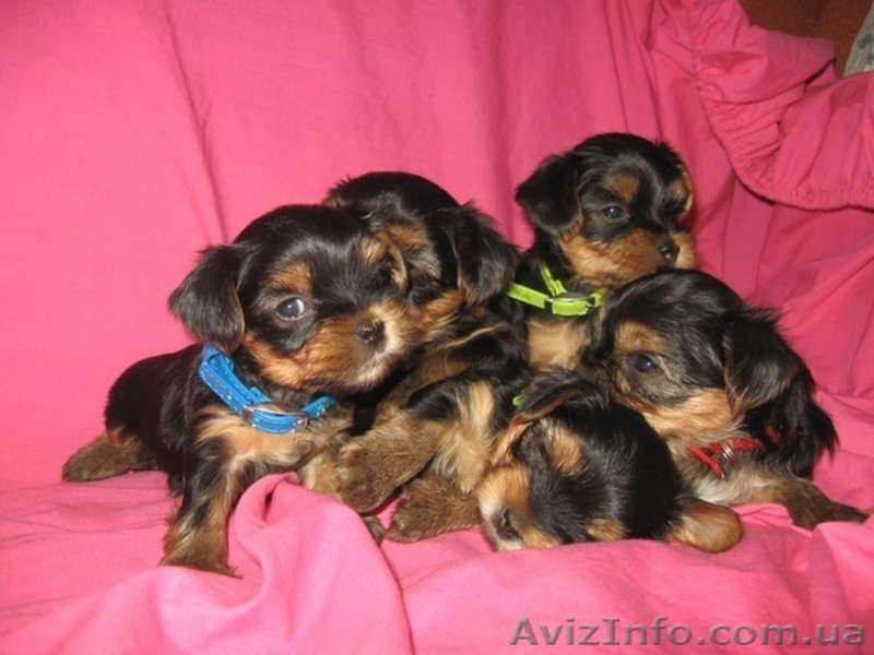 Щенки Йоркширского терьера от чистокровных произво дителей - <ro>Изображение</ro><ru>Изображение</ru> #1, <ru>Объявление</ru> #388630