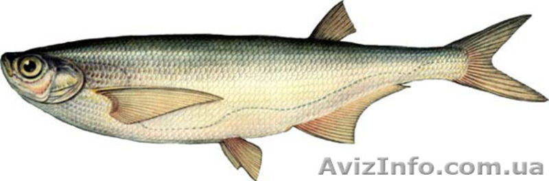 Продам риба свіжа, охолоджена та свіжоморожена (шокова заморозка) - <ro>Изображение</ro><ru>Изображение</ru> #3, <ru>Объявление</ru> #416944