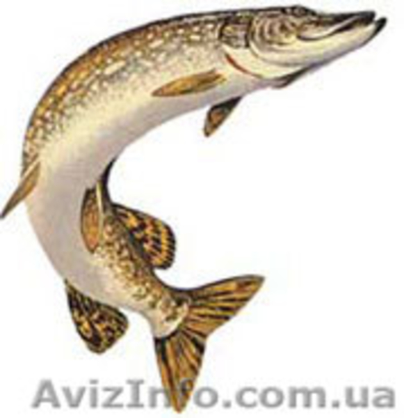 Продам риба свіжа, охолоджена та свіжоморожена (шокова заморозка) - <ro>Изображение</ro><ru>Изображение</ru> #4, <ru>Объявление</ru> #416944