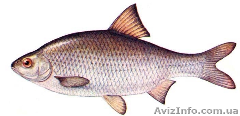 Продам риба свіжа, охолоджена та свіжоморожена (шокова заморозка) - <ro>Изображение</ro><ru>Изображение</ru> #5, <ru>Объявление</ru> #416944