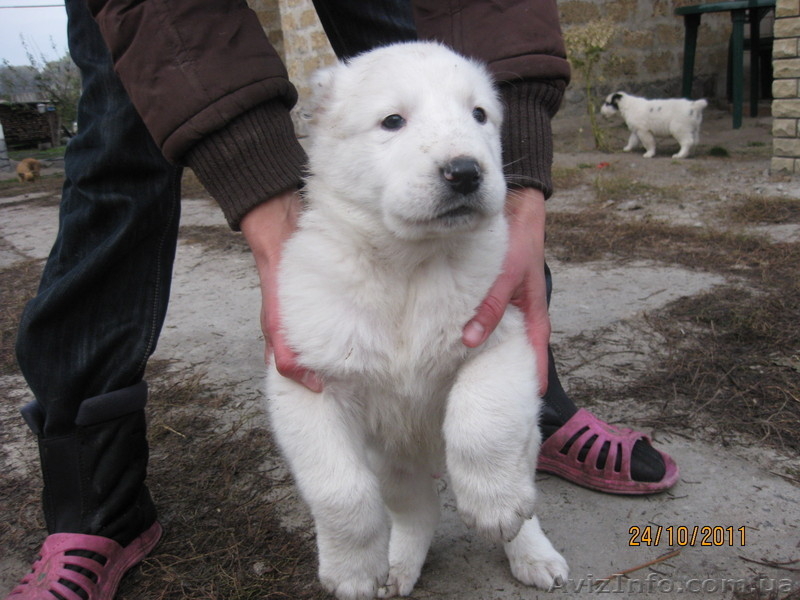 прекрасные щеночки алабая - <ro>Изображение</ro><ru>Изображение</ru> #3, <ru>Объявление</ru> #420772