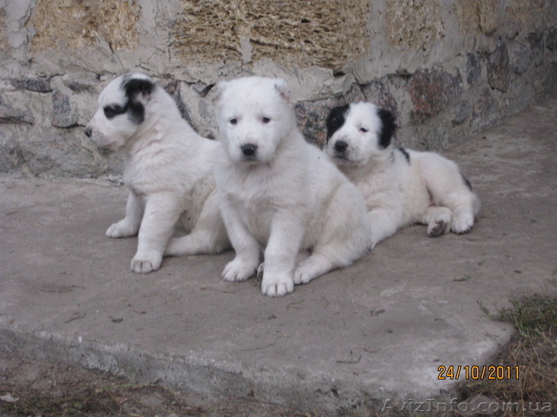 прекрасные щеночки алабая - <ro>Изображение</ro><ru>Изображение</ru> #2, <ru>Объявление</ru> #420772