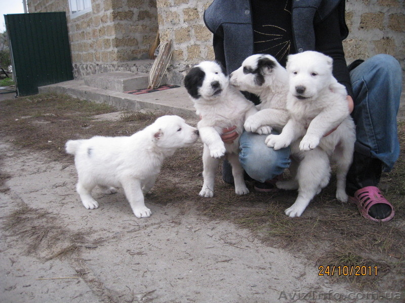 прекрасные щеночки алабая - <ro>Изображение</ro><ru>Изображение</ru> #1, <ru>Объявление</ru> #420772