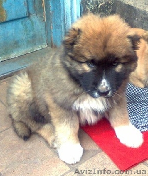 Пропал щенок кавказской овчарки. Вознаграждение 1000 грн. - <ro>Изображение</ro><ru>Изображение</ru> #1, <ru>Объявление</ru> #442252