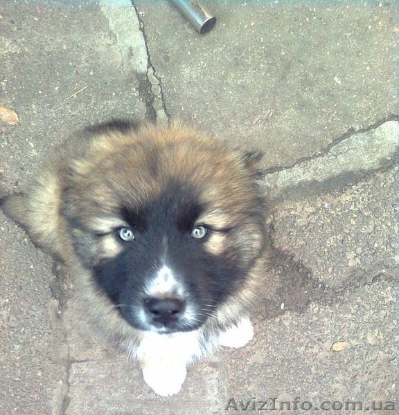 Пропал щенок кавказской овчарки. Вознаграждение 1000 грн. - <ro>Изображение</ro><ru>Изображение</ru> #2, <ru>Объявление</ru> #442252