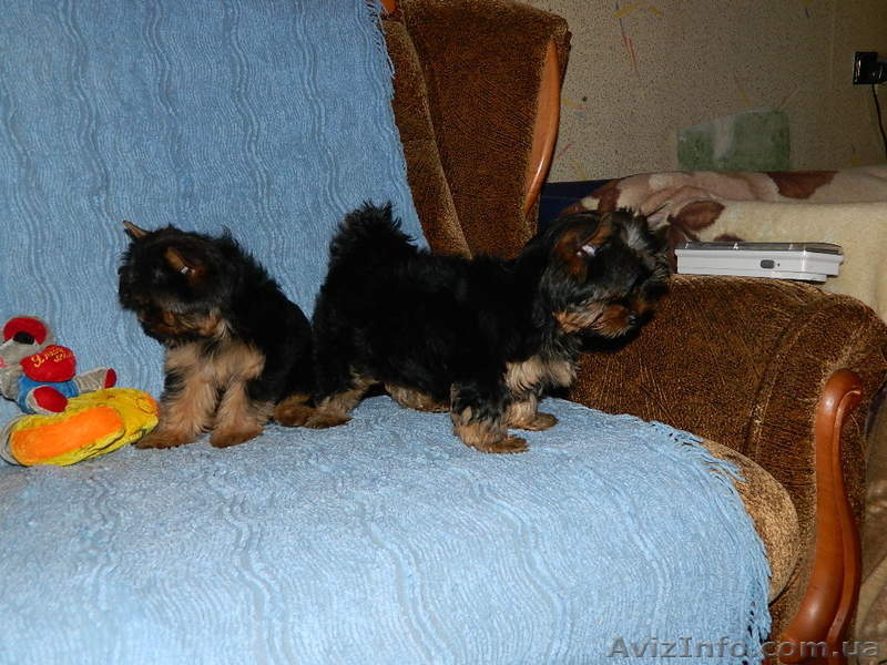 "йоркширский терьер продам" - <ro>Изображение</ro><ru>Изображение</ru> #3, <ru>Объявление</ru> #453388