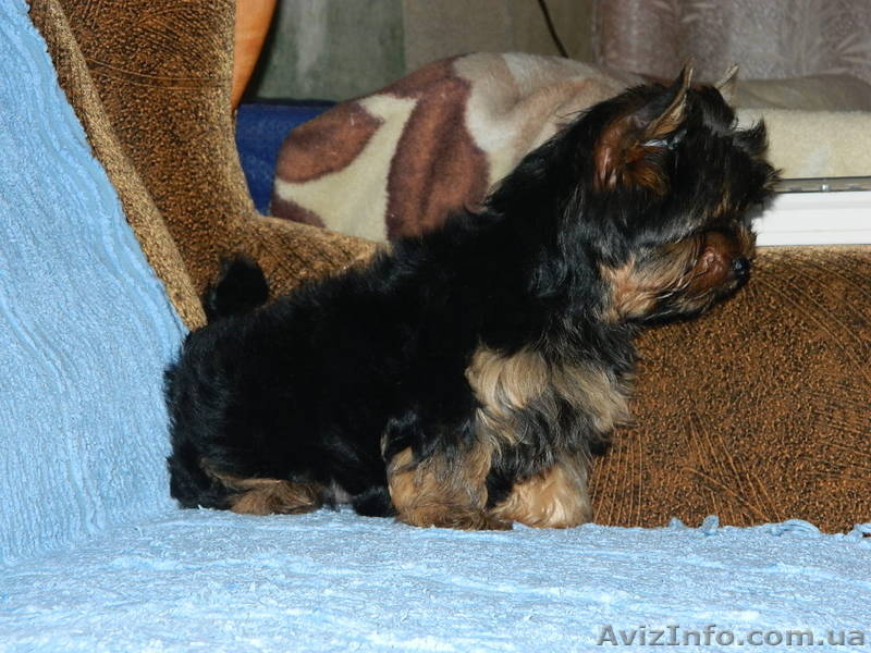 "йоркширский терьер продам" - <ro>Изображение</ro><ru>Изображение</ru> #2, <ru>Объявление</ru> #453388