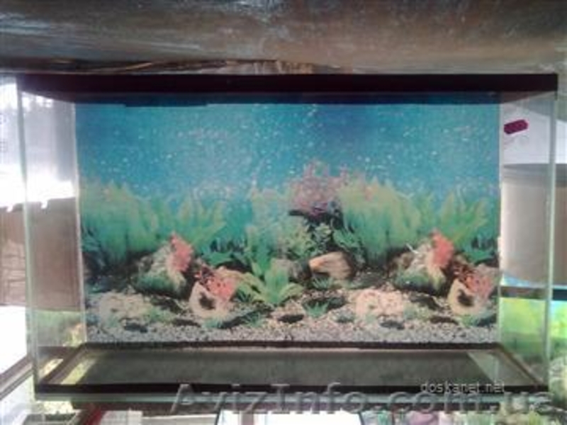 АКВАРИУМЫ ТЕРАРИУМЫ РЫБКИ РАСТЕНИЯ - <ro>Изображение</ro><ru>Изображение</ru> #2, <ru>Объявление</ru> #481173