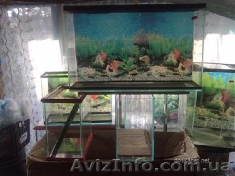АКВАРИУМЫ ТЕРАРИУМЫ РЫБКИ РАСТЕНИЯ - <ro>Изображение</ro><ru>Изображение</ru> #3, <ru>Объявление</ru> #481173