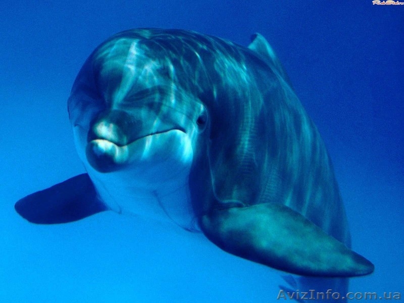 АКВАРИУМЫ ТЕРАРИУМЫ РЫБКИ РАСТЕНИЯ - <ro>Изображение</ro><ru>Изображение</ru> #4, <ru>Объявление</ru> #481173