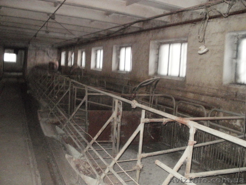 свинарник под розборку - <ro>Изображение</ro><ru>Изображение</ru> #1, <ru>Объявление</ru> #484290