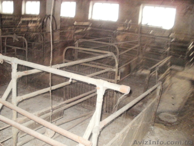 свинарник под розборку - <ro>Изображение</ro><ru>Изображение</ru> #2, <ru>Объявление</ru> #484290