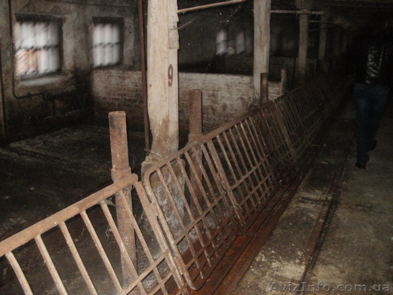 свинарник под розборку - <ro>Изображение</ro><ru>Изображение</ru> #4, <ru>Объявление</ru> #484290